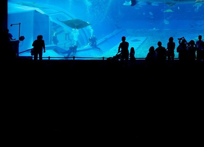 aquascape planted tank nature